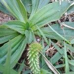 Plantago australis Deilen