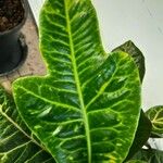 Codiaeum variegatumLeaf