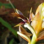 Bulbophyllum schinzianum Blomst