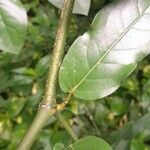 Piper tuberculatum Anders