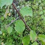 Prunus spinosaJani