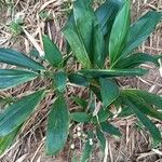 Cordyline fruticosa পাতা