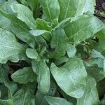 Calendula officinalis Leaf