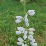 Lupinus albusЦвят