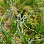 Carex nigra Blüte