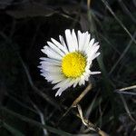 Bellis sylvestris 花