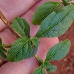 Stachytarpheta cayennensis Leaf