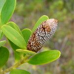 Agathis ovata Fruit