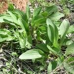 Arnoglossum plantagineum Habit