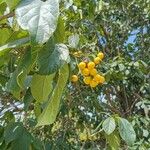 Ehretia dicksonii Фрукт