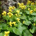 Viola biflora Habitatea