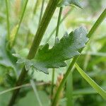 Leucanthemum vulgare Leaf