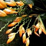 Stromanthe jacquinii Flor