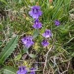 Pinguicula grandifloraFlower