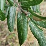 Quercus ilex পাতা