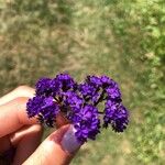 Heliotropium arborescens Flor