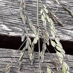 Poa pratensis Bleunienn