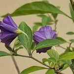 Lycianthes rantonnetii Fula