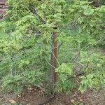 Dombeya acutangula Habit