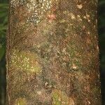 Abarema jupunba Ŝelo