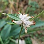 Anthyllis vulneraria Fruchs