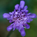 Knautia dipsacifolia 花