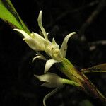 Maxillaria alba പുഷ്പം