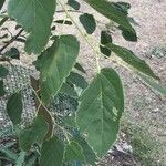 Tilia tuan Hoja