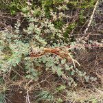 Vachellia hockii Хабит