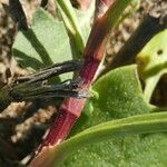 Rumex roseus Bark