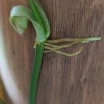 Philodendron melanochrysum Fruchs