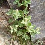 Silene cordifolia Fruit