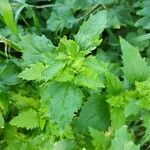 Chenopodiastrum murale Leaf