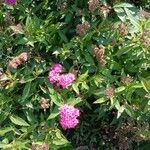 Spiraea japonica 整株植物