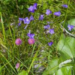 Campanula witasekiana Leaf