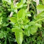 Raphanus sativus 葉