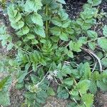 Erodium moschatum برگ