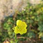 Diplotaxis tenuifolia Flower