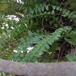 Nephrolepis cordifolia Blatt