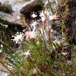 Juncus thomsonii Агульны выгляд