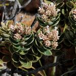 Cyathopsis albicans Fruit