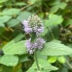 Mentha aquatica फूल