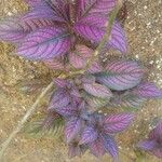 Strobilanthes auriculata Yaprak