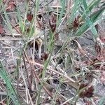 Rhynchospora fusca Hoja