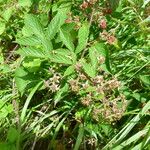 Rubus praticolor Outro