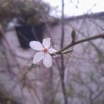 Prunus spinosa Žiedas