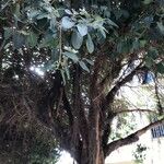 Ficus rubiginosaপাতা