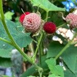 Rubus parviflorus 果實