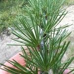 Larix occidentalis Hoja