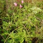 Cleome allamanii 整株植物